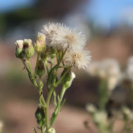 Boho Bliss Seaview Detached House *
