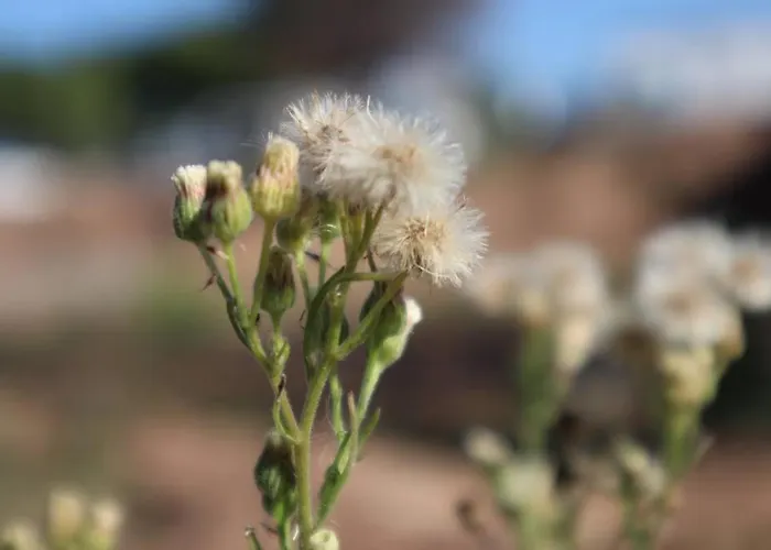 Boho Bliss Seaview Detached House *
